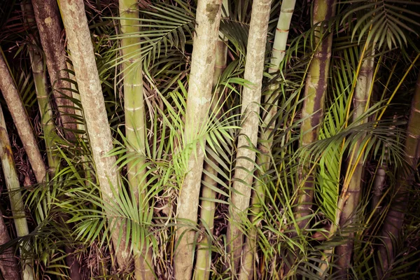 熱帯林で緑豊かな緑のヤシを葉します。 — ストック写真