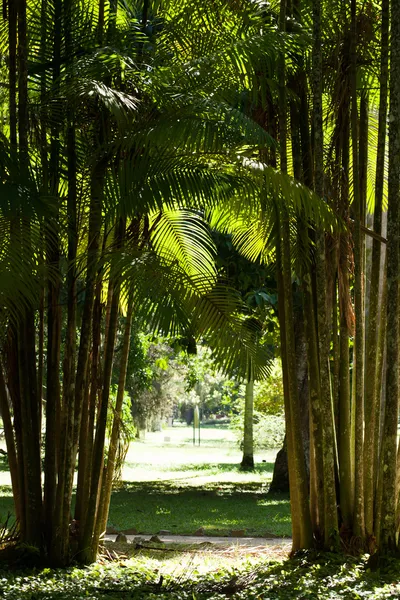 Lummiga gröna palm lämnar i tropisk skog — Stockfoto