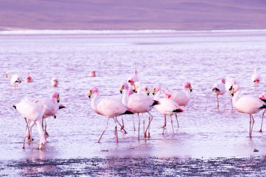 Andes, güneyinde Bolivya'nın Gölü flamingolar