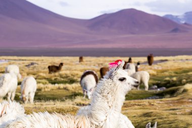 Lama üzerinde laguna colorada, Bolivya