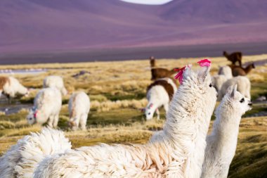 Lama üzerinde laguna colorada, Bolivya