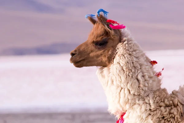 Lama en la Laguna Colorada, Bolivia —  Fotos de Stock