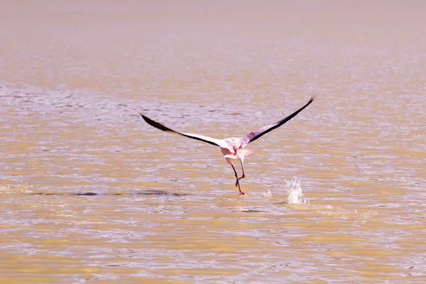 Flamencos en el lago de los Andes, la parte sur de Bolivia — Foto de Stock