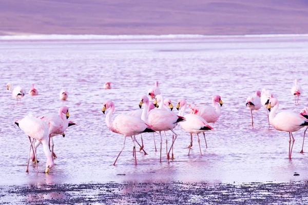 Flamencos en el lago de los Andes, la parte sur de Bolivia —  Fotos de Stock