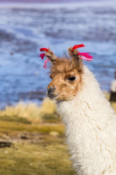 Lama on the Laguna Colorada, Боливия — стоковое фото