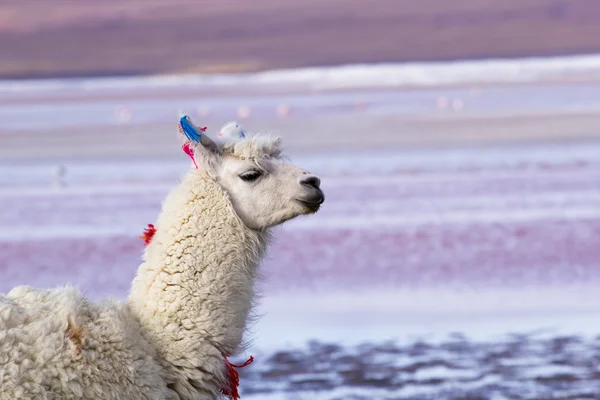 Lama sulla Laguna Colorada, Bolivia — Foto Stock