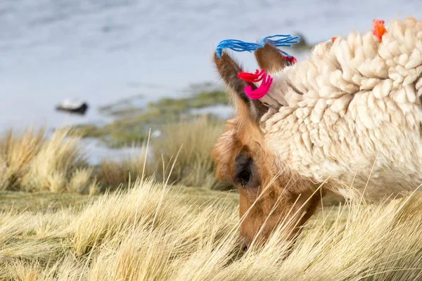 Lama en la Laguna Colorada, Bolivia —  Fotos de Stock