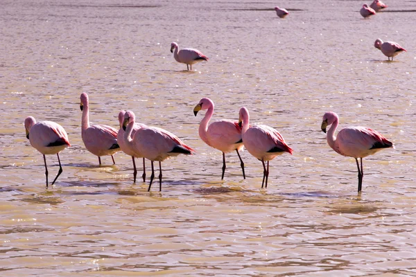 Flamingos no lago em Andes, a parte sul da Bolívia — Fotografia de Stock
