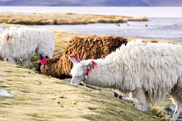 Lama na laguna colorada, Bolívie — Stock fotografie