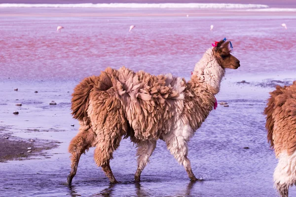 Lama en la Laguna Colorada, Bolivia —  Fotos de Stock