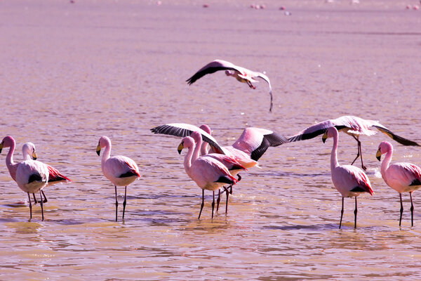 Фламинго на озере в Андах, южная часть Боливии
