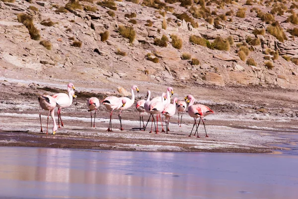 Flamingos no lago em Andes, a parte sul da Bolívia — Fotografia de Stock