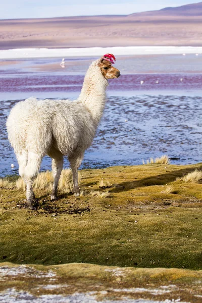 Lamy na laguna colorada, Boliwia — Zdjęcie stockowe