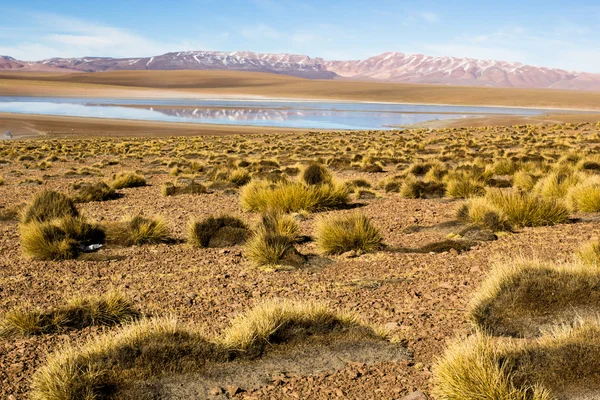 Пустелі і гору над Синє небо та білі хмари на Альтіплано, Болівія — стокове фото