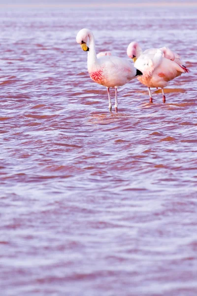 Flamingo's op meer in de andes, het zuidelijke deel van bolivia — Stockfoto