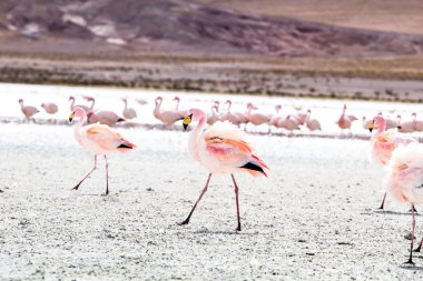 Andes, güneyinde Bolivya'nın Gölü flamingolar