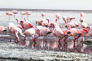 Andes, güneyinde Bolivya'nın Gölü flamingolar