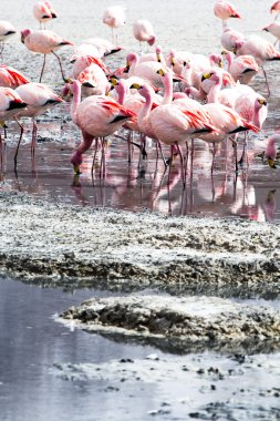 Andes, güneyinde Bolivya'nın Gölü flamingolar