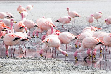 Andes, güneyinde Bolivya'nın Gölü flamingolar
