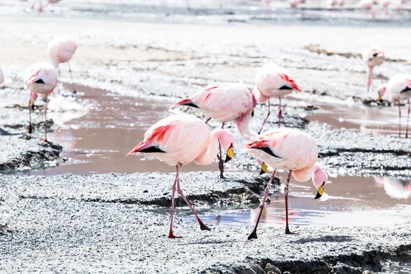 Fenicotteri sul lago nelle Ande, nella parte meridionale della Bolivia — Foto Stock