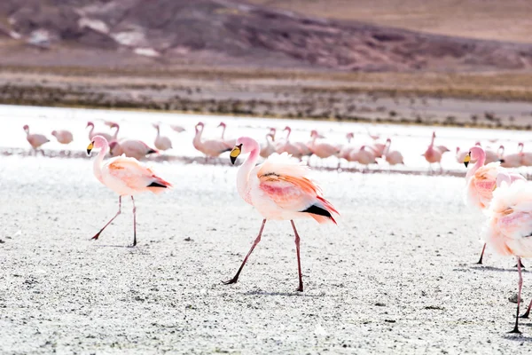 Flamingos auf einem See im Süden Boliviens — Stockfoto