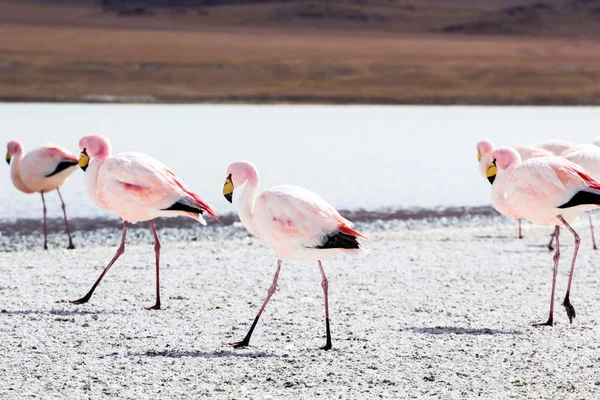 Andes, güneyinde Bolivya'nın Gölü flamingolar