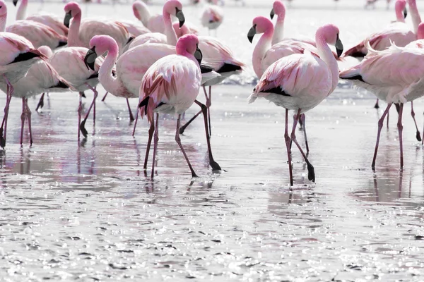 Flamingos no lago em Andes, a parte sul da Bolívia — Fotografia de Stock