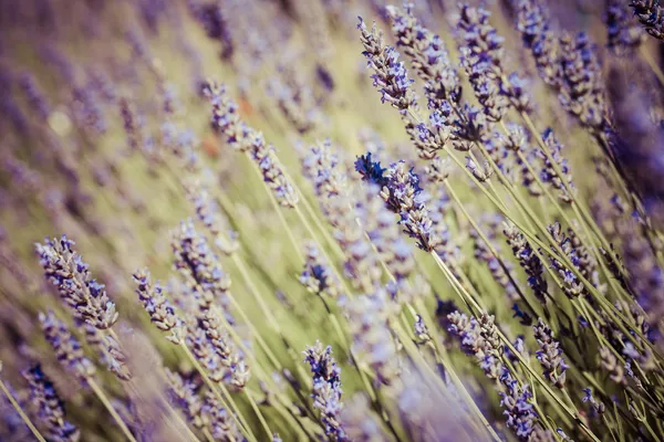 ラベンダー畑の美しい詳細. — ストック写真