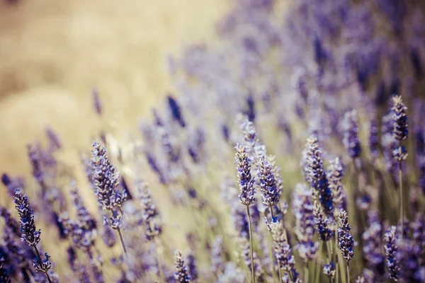 Schönes Detail eines Lavendelfeldes. — Stockfoto