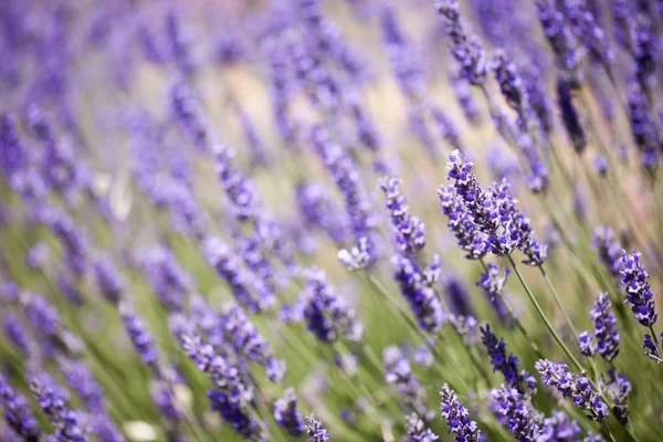 Mooie detail van een Lavendel veld. — Stockfoto