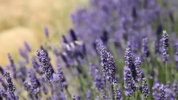 Belo detalhe de um campo de lavanda . — Vídeo de Stock