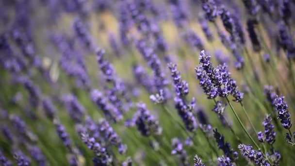 Belo detalhe de um campo de lavanda . — Vídeo de Stock