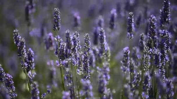 Mooie detail van een Lavendel veld. — Stockvideo