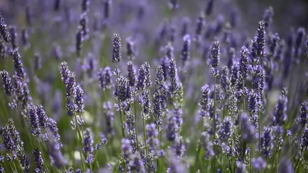 Mooie detail van een Lavendel veld. — Stockvideo