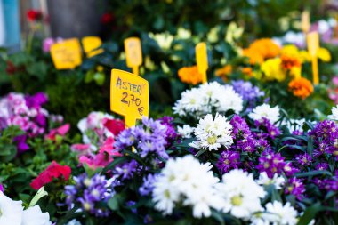 İspanyolca caddesindeki Flower stand.