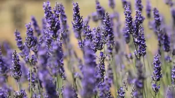 Belo detalhe de um campo de lavanda . — Vídeo de Stock