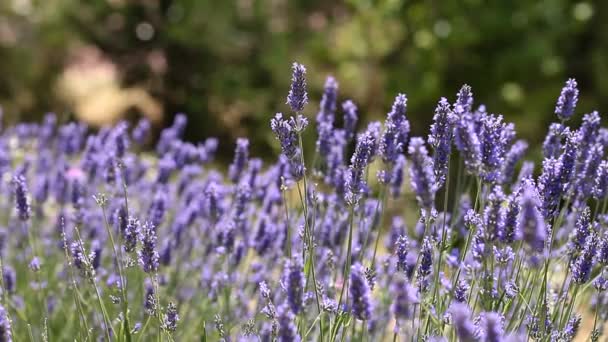 Hermoso detalle de un campo de lavanda . — Vídeo de stock