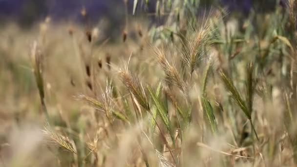 Campo de trigo dorado fondo perfecto — Vídeos de Stock