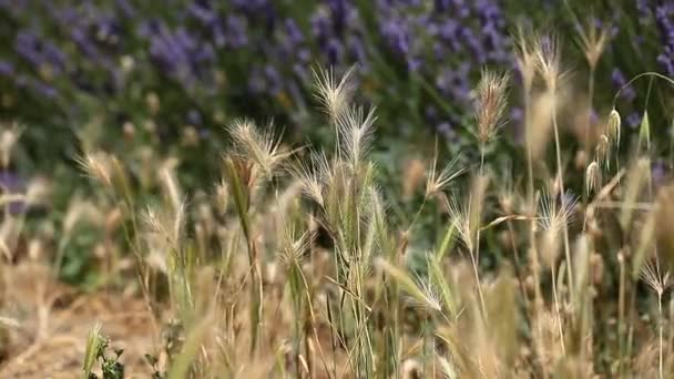 Gold wheat field perfect background — Stock Video