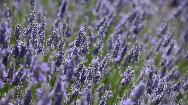 Mooie detail van een Lavendel veld. — Stockvideo