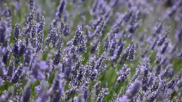 Schönes Detail eines Lavendelfeldes. — Stockvideo