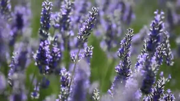 Mooie detail van een Lavendel veld. — Stockvideo