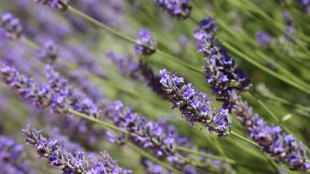 Bellissimo dettaglio di un campo di lavanda . — Video Stock