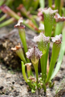 Nepenthe tropical carnivore plant clipart