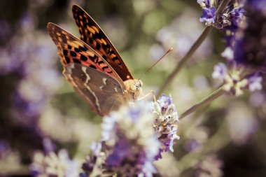 güzel kelebek lavanta bitkiler üzerinde oturan