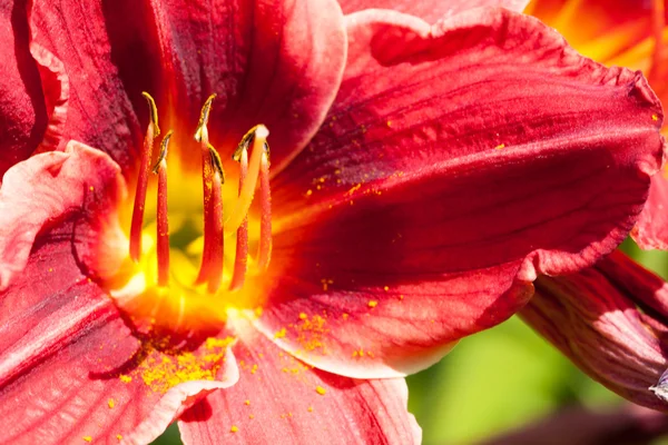 Beautiful red Lily closeup. — Stock Photo, Image