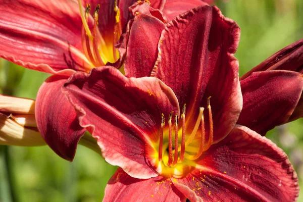 Beautiful red Lily closeup. — Stock Photo, Image