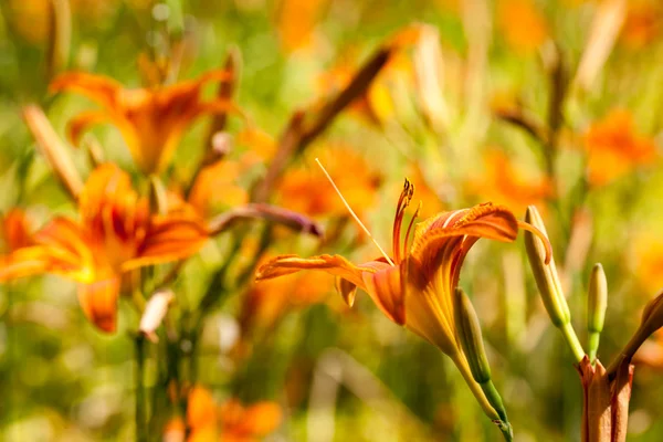 Macro of orange and yellow lily of the Incas (Alstroemeria) in a bouquet of flowers. — Stock Photo, Image