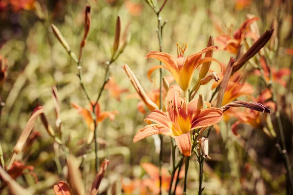 Makro der orangen und gelben Lilie der Inkas (Alstroemeria) in einem Blumenstrauß. — Stockfoto