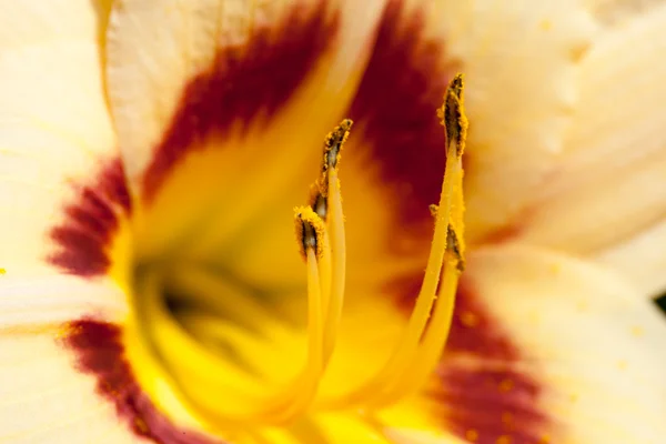 白いユリの花マクロ抽象 — ストック写真